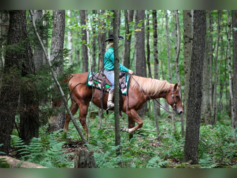American Quarter Horse Mix Gelding 12 years Chestnut in Tionesta