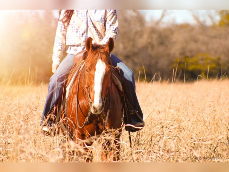 American Quarter Horse Gelding 12 years Chestnut in Stephenville, TX