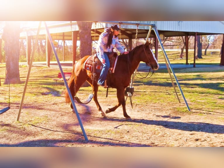 American Quarter Horse Gelding 12 years Chestnut in Stephenville, TX