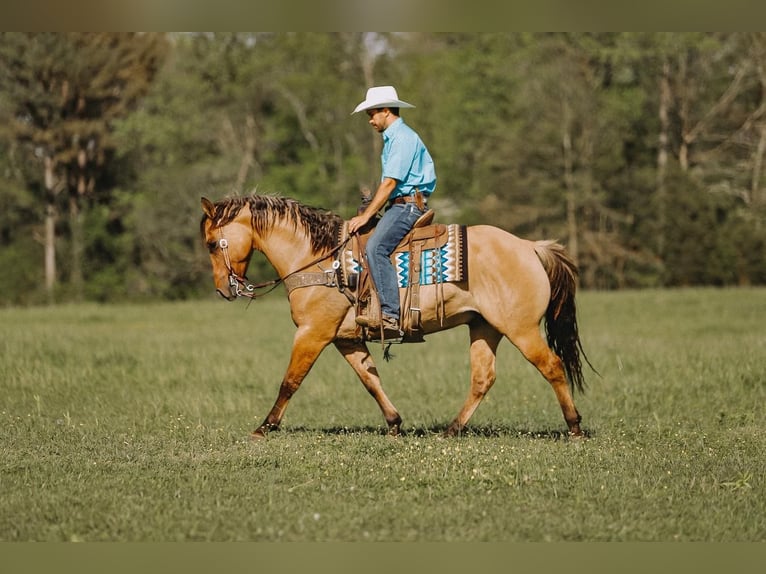 American Quarter Horse Gelding 12 years Dun in Lyles, TN