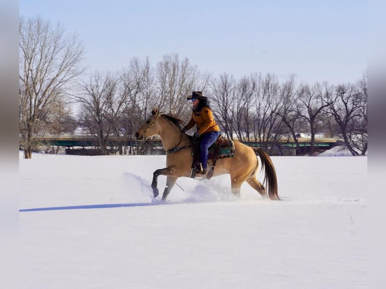 American Quarter Horse Mix Gelding 12 years Dun in Valley Springs, SD
