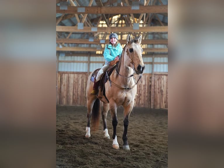 American Quarter Horse Mix Gelding 12 years Dun in Valley Springs, SD