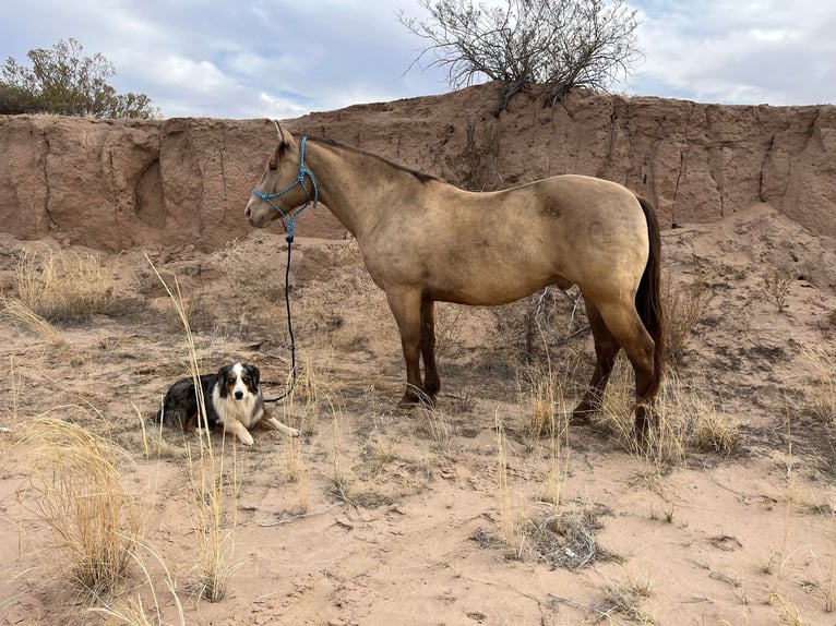 American Quarter Horse Gelding 12 years Dun in El PaSo TX