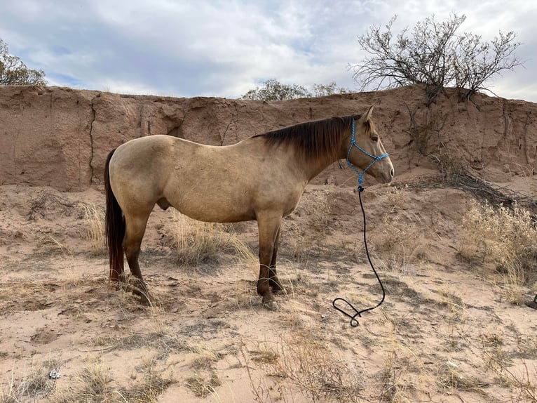 American Quarter Horse Gelding 12 years Dun in El PaSo TX