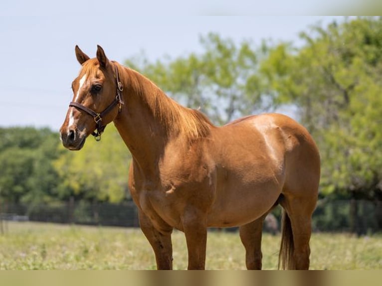 American Quarter Horse Gelding 12 years Dun in Wichita Falls