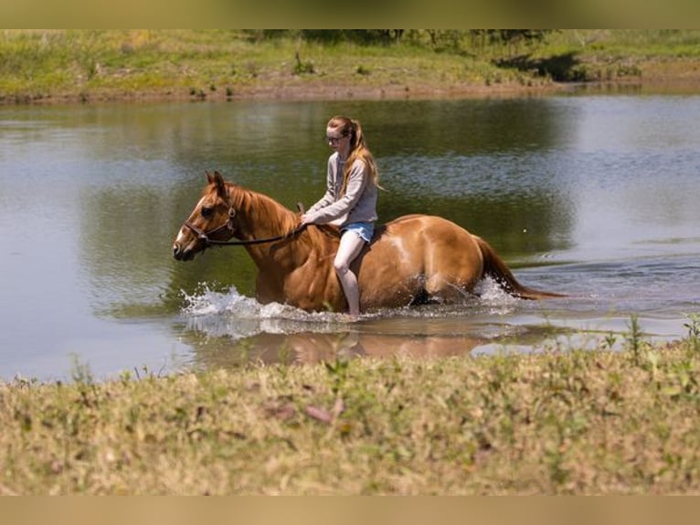 American Quarter Horse Gelding 12 years Dun in Wichita Falls