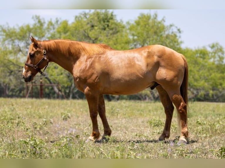 American Quarter Horse Gelding 12 years Dun in Wichita Falls