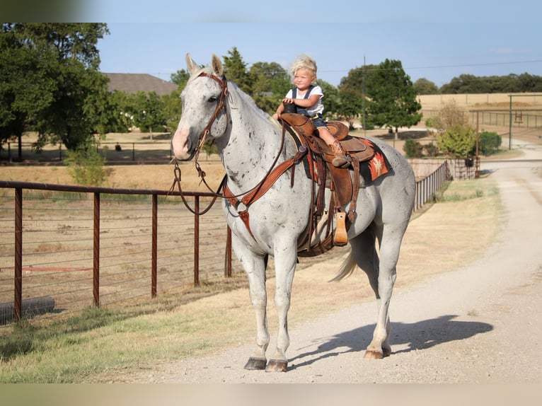 American Quarter Horse Gelding 12 years Gray in cleburne TX