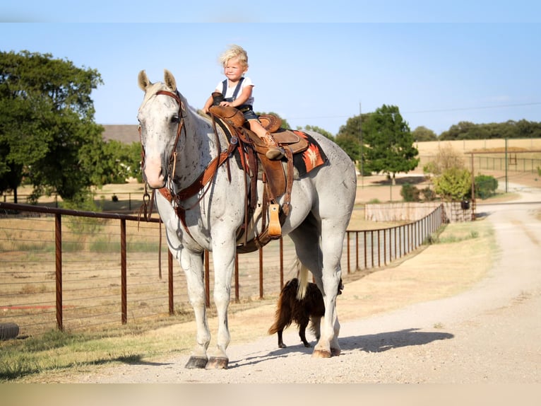 American Quarter Horse Gelding 12 years Gray in cleburne TX