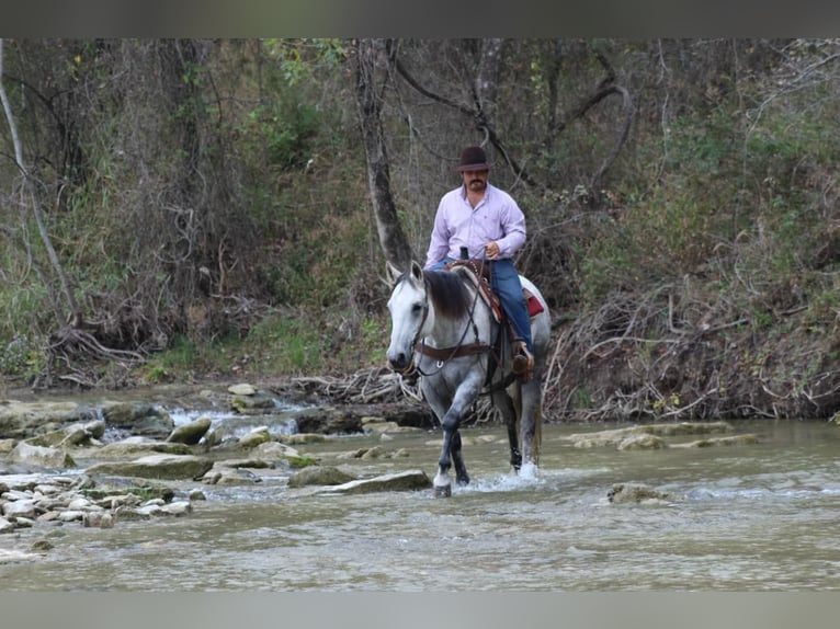 American Quarter Horse Gelding 12 years Grey in Stephenville TX