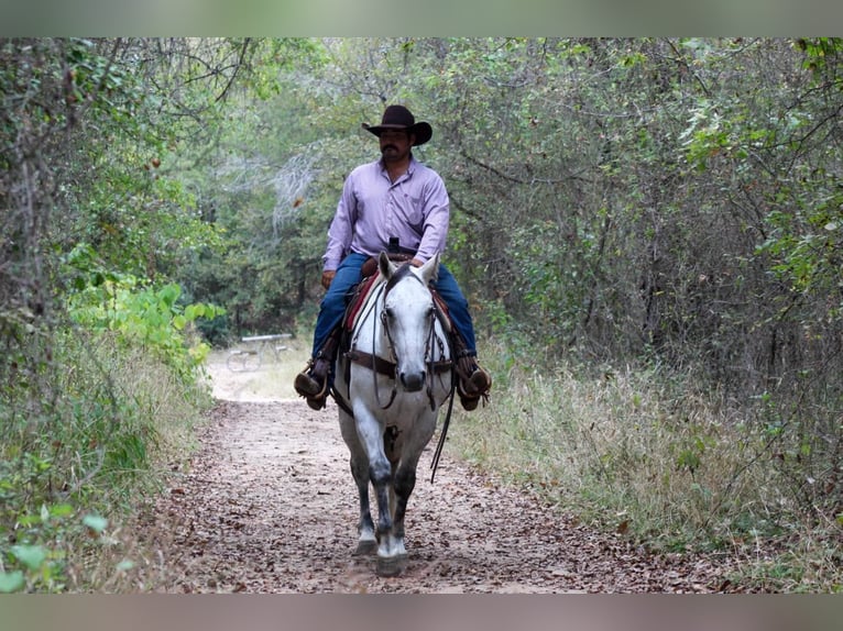 American Quarter Horse Gelding 12 years Grey in Stephenville TX