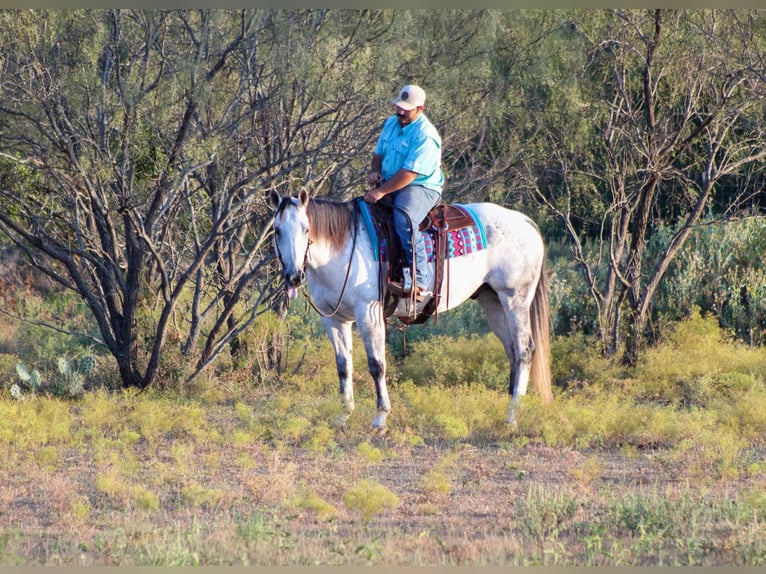 American Quarter Horse Gelding 12 years Grey in Stephenville TX