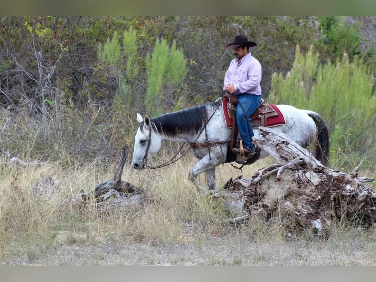 American Quarter Horse Gelding 12 years Grey in Stephenville TX