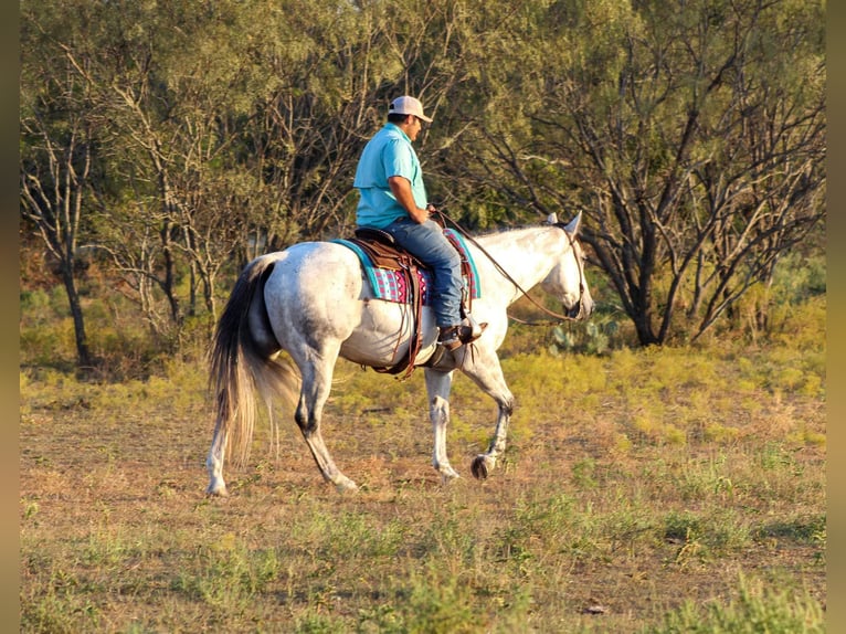 American Quarter Horse Gelding 12 years Grey in Stephenville TX