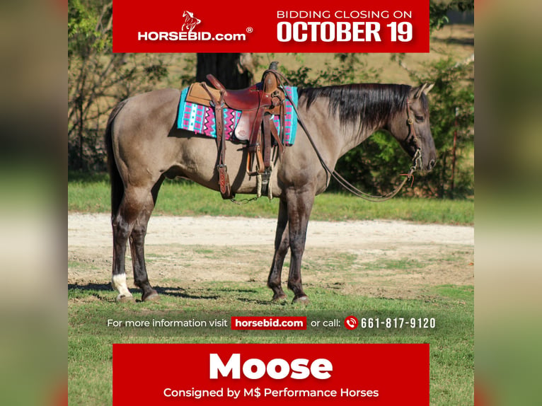 American Quarter Horse Gelding 12 years Grullo in Whitesboro