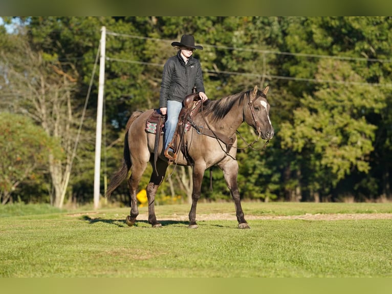 American Quarter Horse Gelding 12 years Grullo in Clarion