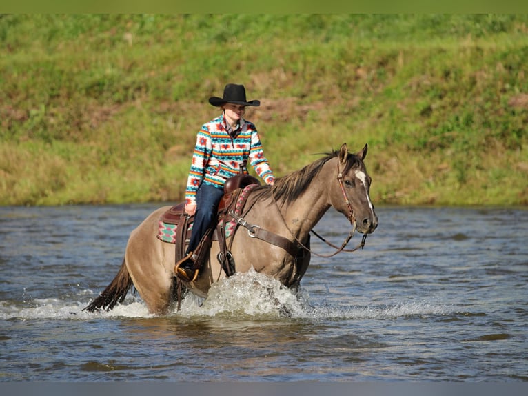 American Quarter Horse Gelding 12 years Grullo in Clarion