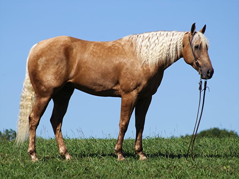 American Quarter Horse Gelding 12 years Palomino in Mt. Vernon KY