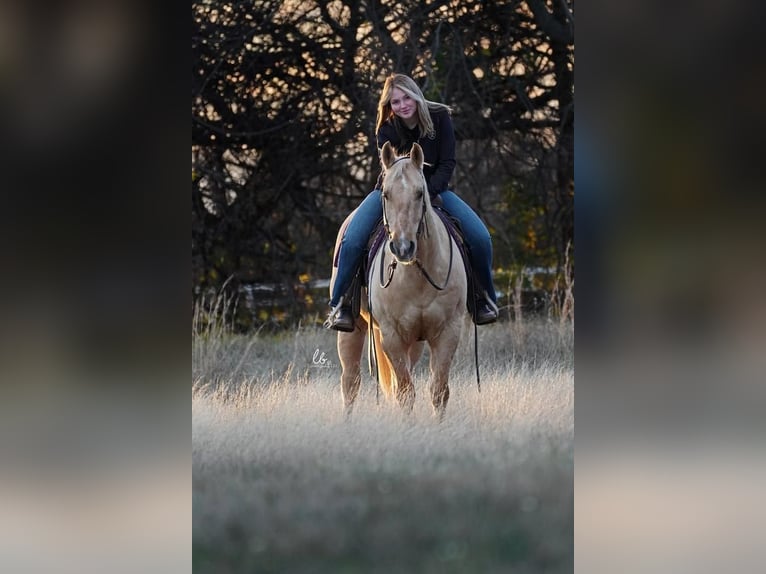 American Quarter Horse Gelding 12 years Palomino in Terrell, TX