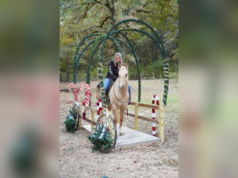 American Quarter Horse Gelding 12 years Palomino in Terrell, TX