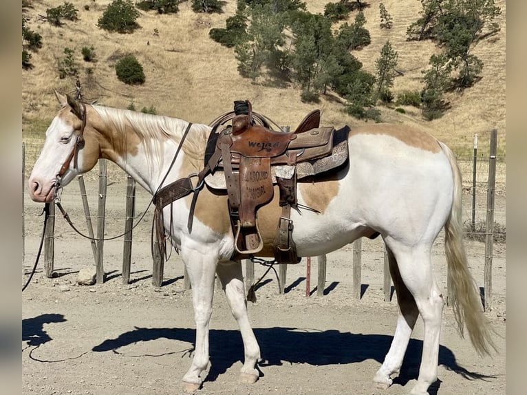 American Quarter Horse Gelding 12 years Palomino in PAICINES, CA