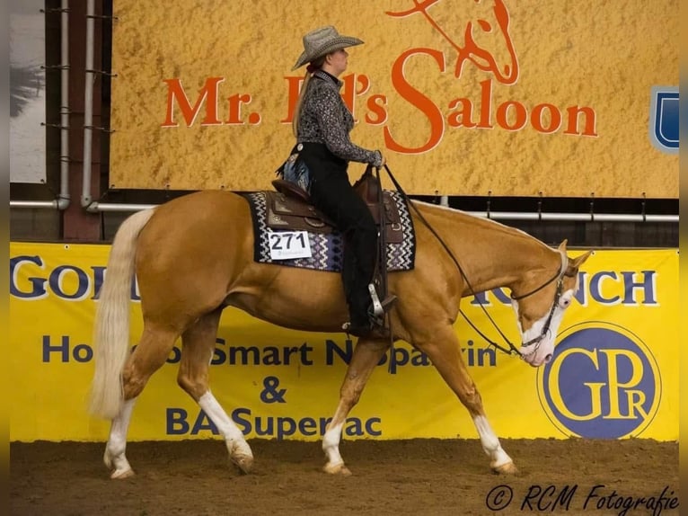 American Quarter Horse Gelding 12 years Palomino in Milsbeek