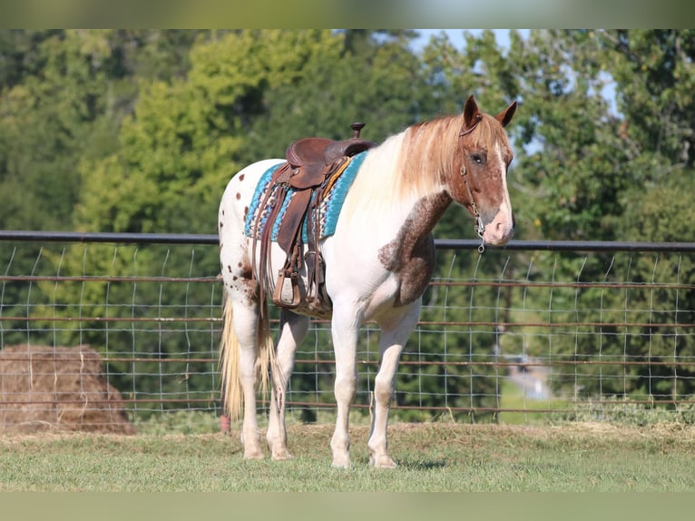 American Quarter Horse Gelding 12 years Pinto in Canton, TX