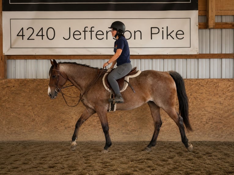 American Quarter Horse Gelding 12 years Roan-Bay in Jefferson