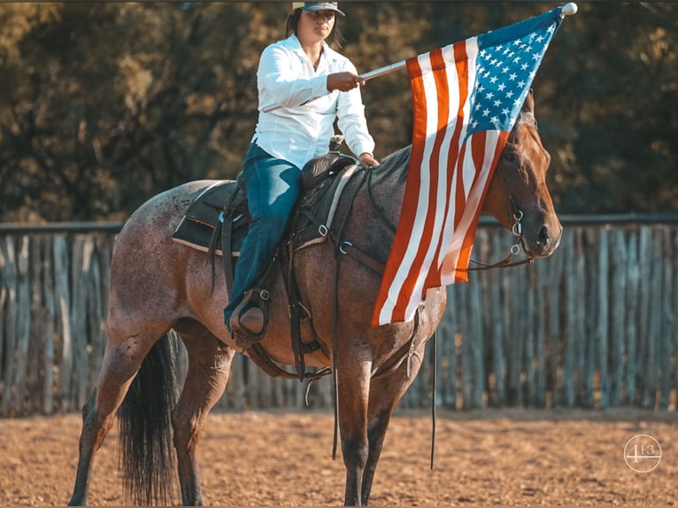 American Quarter Horse Gelding 12 years Roan-Bay in Weatherford TX