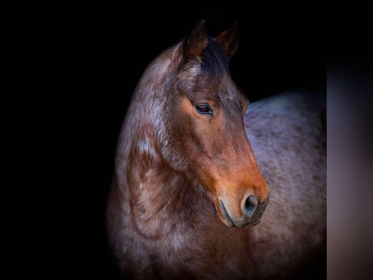 American Quarter Horse Gelding 12 years Roan-Bay in Weatherford TX