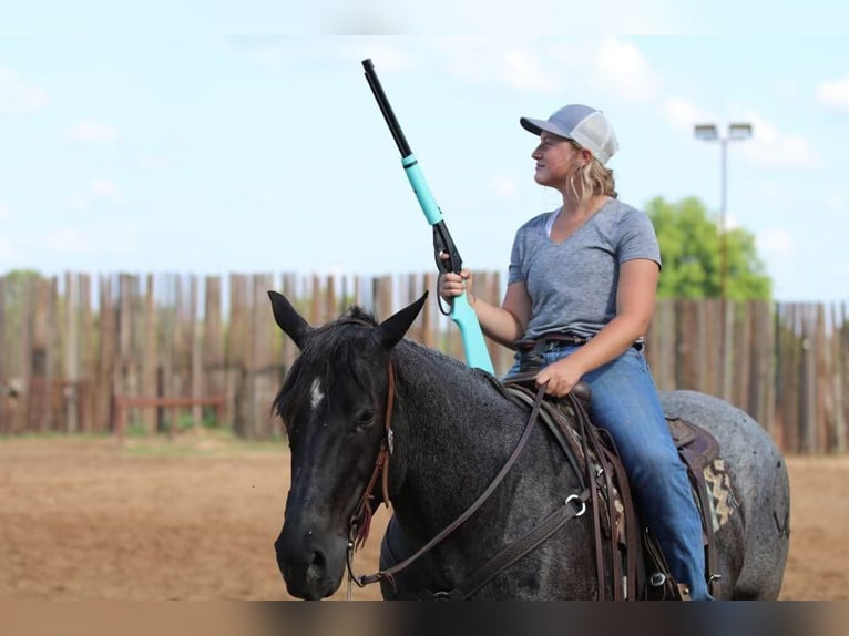 American Quarter Horse Gelding 12 years Roan-Blue in Joshua, TX