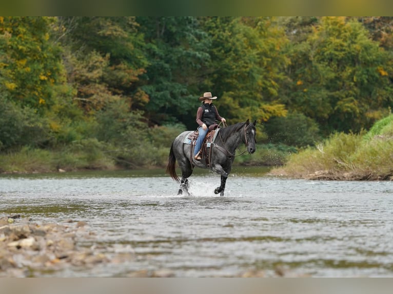 American Quarter Horse Gelding 12 years Roan-Blue in Clarion