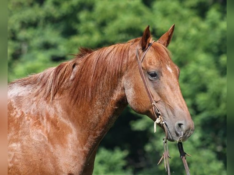 American Quarter Horse Gelding 12 years Roan-Red in Mount Vernon, KY