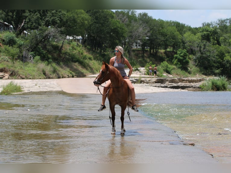 American Quarter Horse Gelding 12 years Roan-Red in Stephenville TX