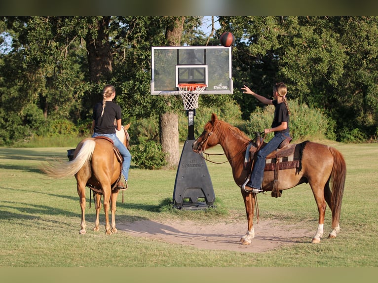 American Quarter Horse Gelding 12 years Roan-Red in Stephenville TX