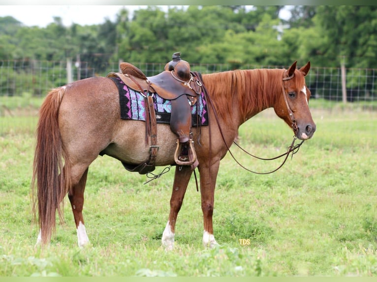 American Quarter Horse Gelding 12 years Roan-Red in Stephenville TX