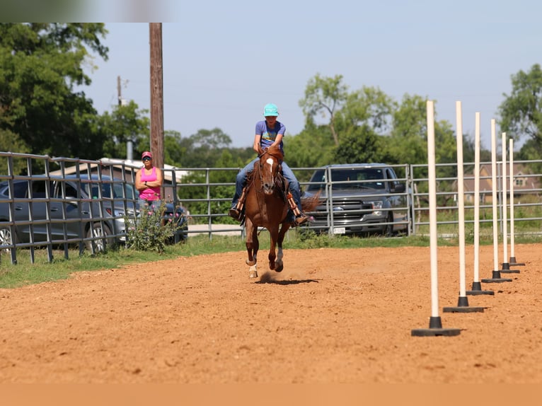 American Quarter Horse Gelding 12 years Roan-Red in Stephenville TX