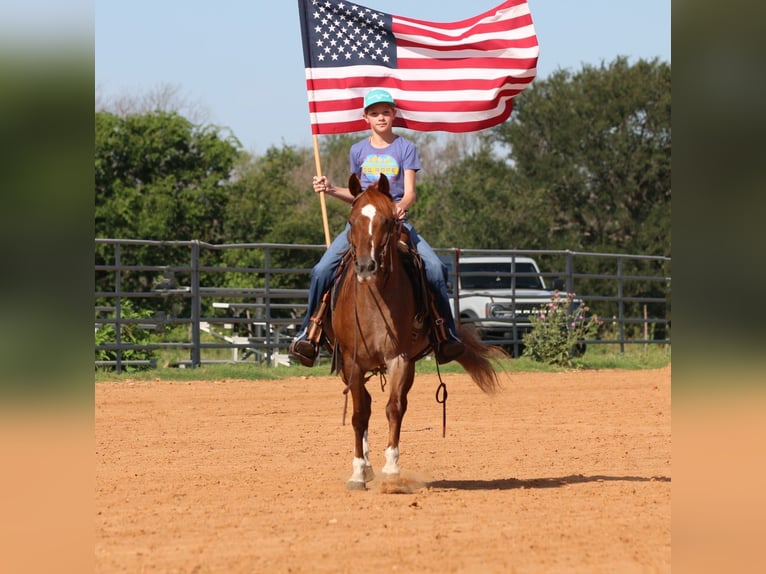 American Quarter Horse Gelding 12 years Roan-Red in Stephenville TX