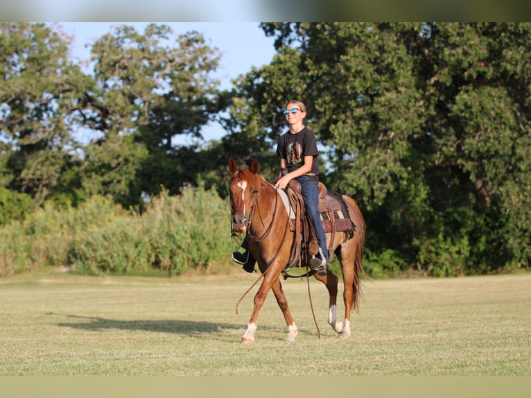 American Quarter Horse Gelding 12 years Roan-Red in Stephenville TX