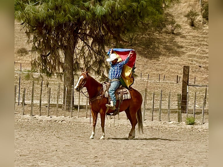 American Quarter Horse Gelding 12 years Sorrel in Tres Pinos