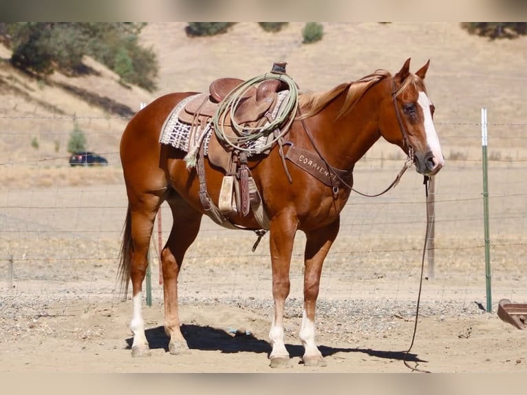 American Quarter Horse Gelding 12 years Sorrel in Tres Pinos