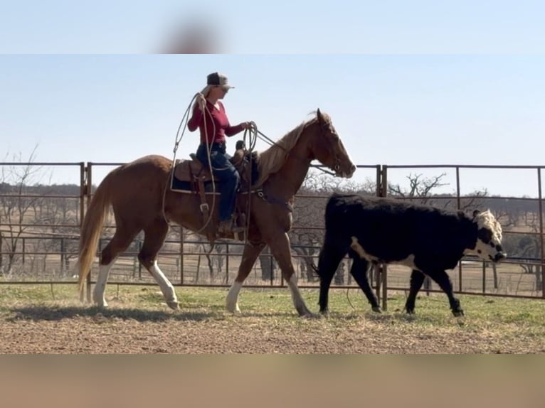 American Quarter Horse Gelding 12 years Sorrel in Weatherford