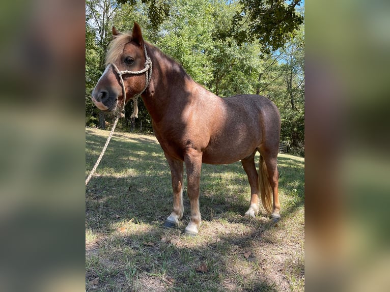 American Quarter Horse Gelding 12 years Sorrel in Brierfield, AL