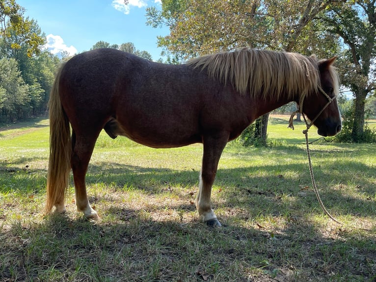 American Quarter Horse Gelding 12 years Sorrel in Brierfield, AL