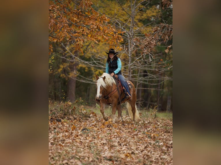 American Quarter Horse Gelding 12 years Sorrel in Rusk TX