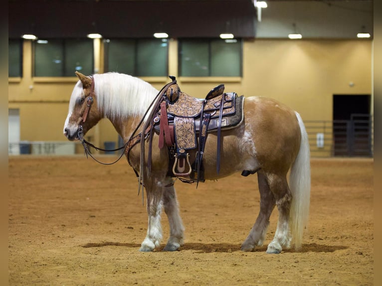 American Quarter Horse Gelding 12 years Sorrel in Rusk TX