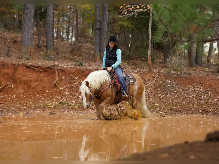 American Quarter Horse Gelding 12 years Sorrel in Rusk TX