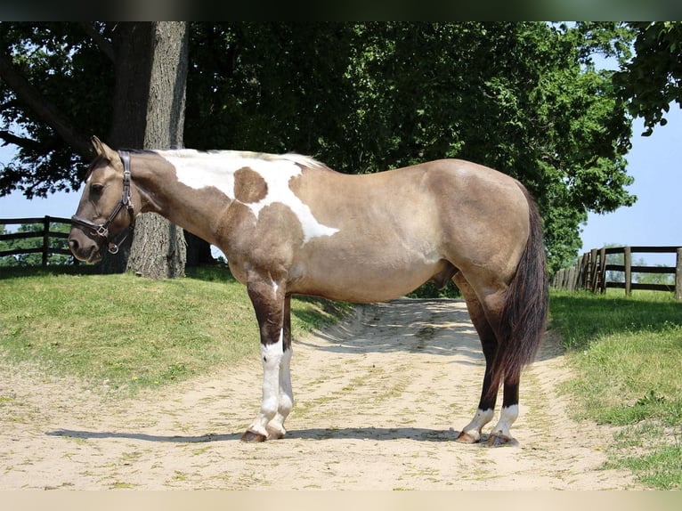 American Quarter Horse Gelding 12 years Tobiano-all-colors in Highland MI