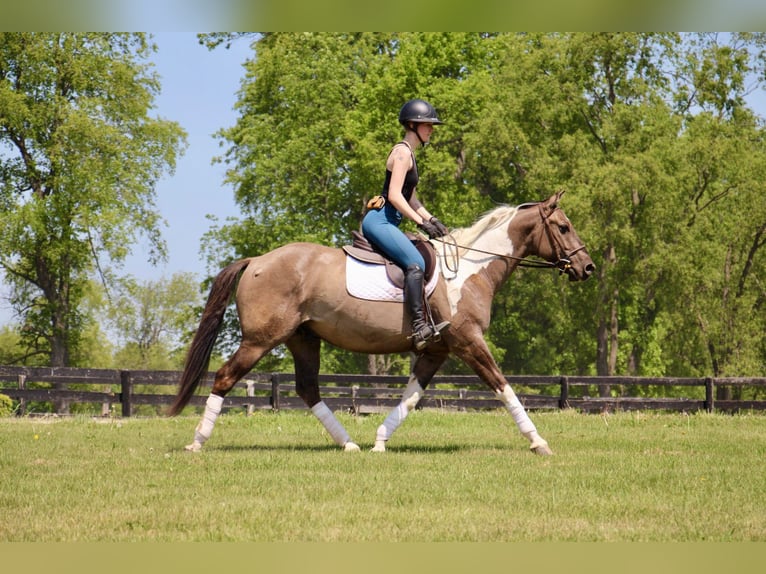 American Quarter Horse Gelding 12 years Tobiano-all-colors in Highland MI