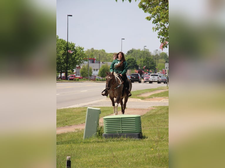 American Quarter Horse Gelding 12 years Tobiano-all-colors in Highland MI